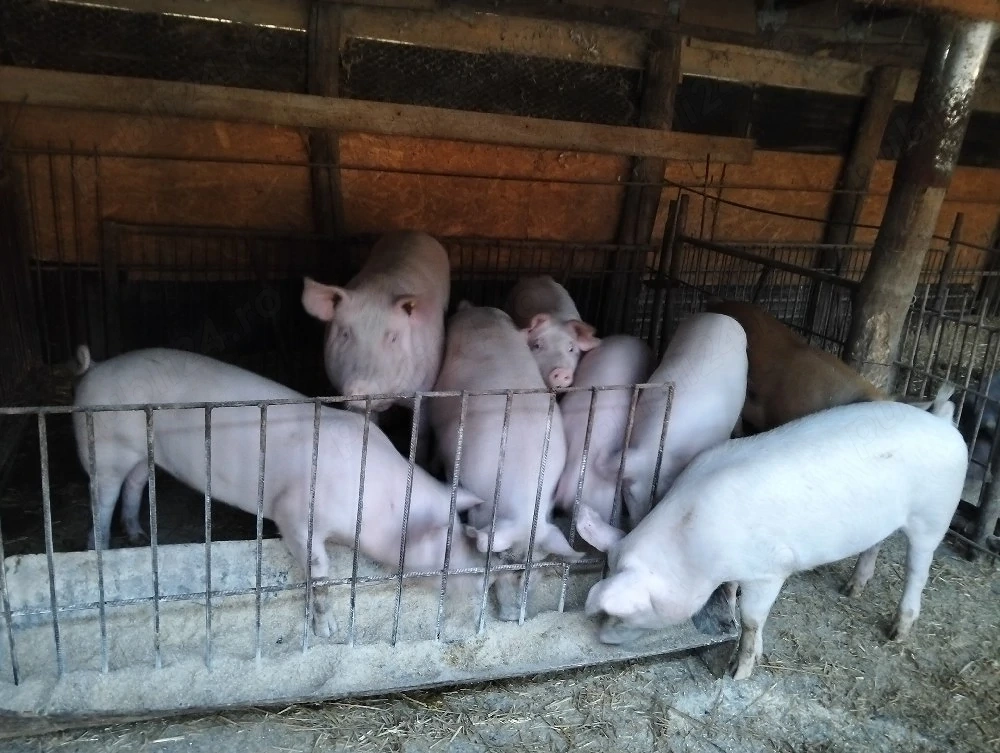vand porci