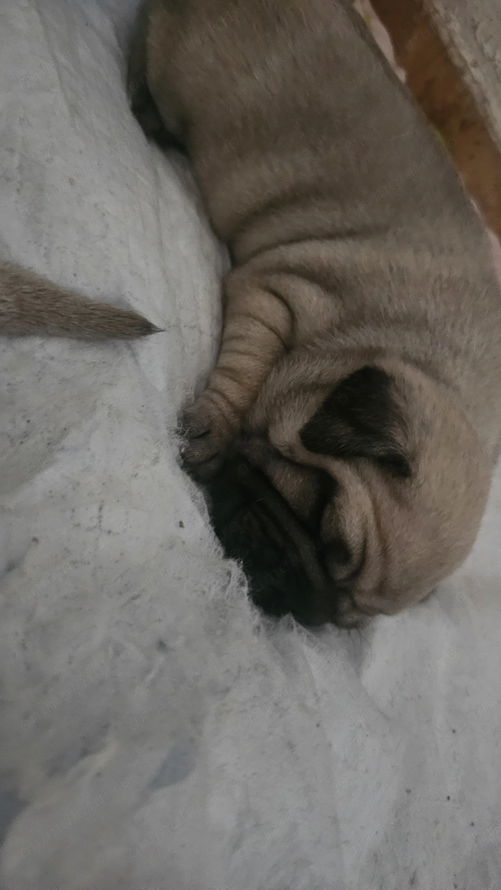 Vand rasa mops pug 3 baietei si 2 fetite