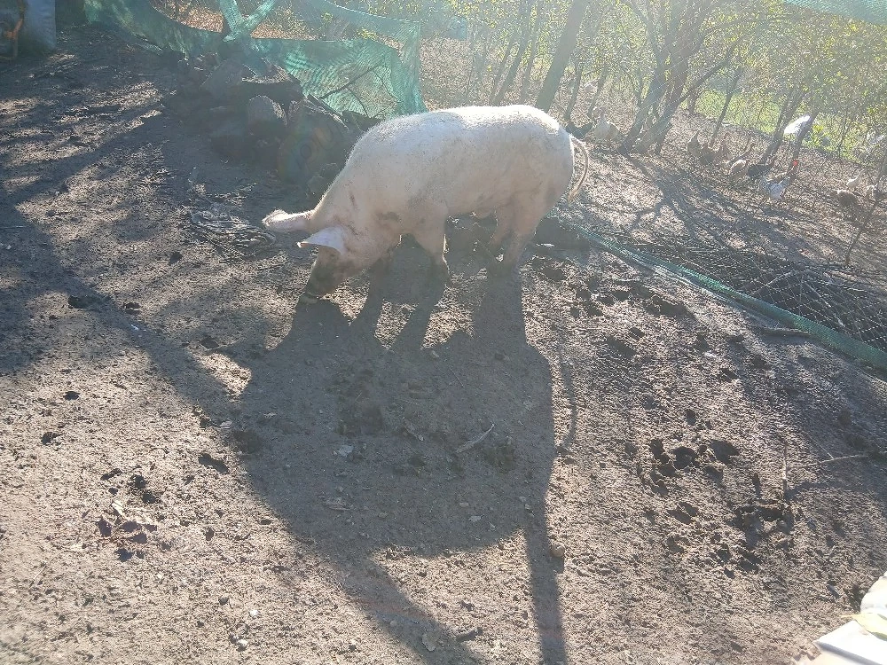 vier de vanzare 