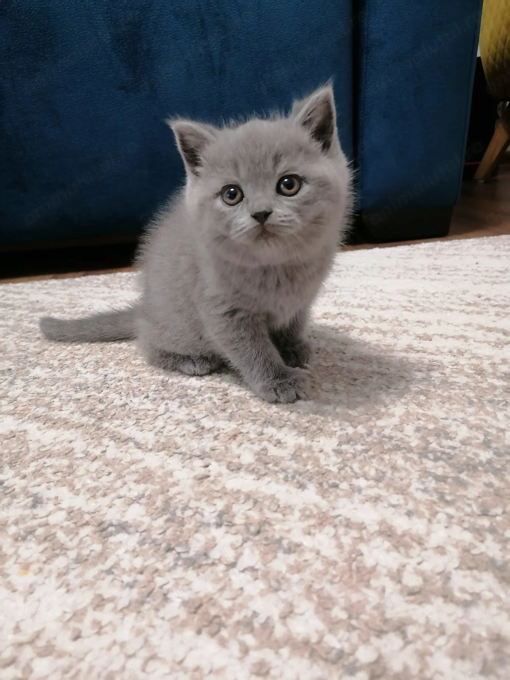 Pisicuțe british shorthair 