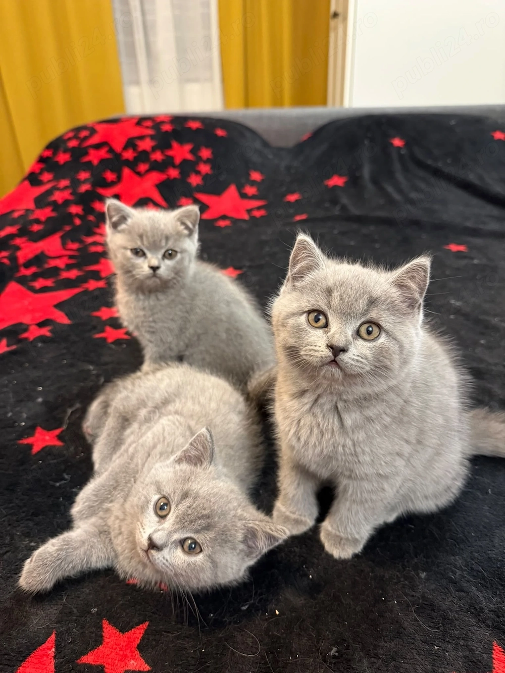 4 motănei de vânzare, în vârstă de 2 luni