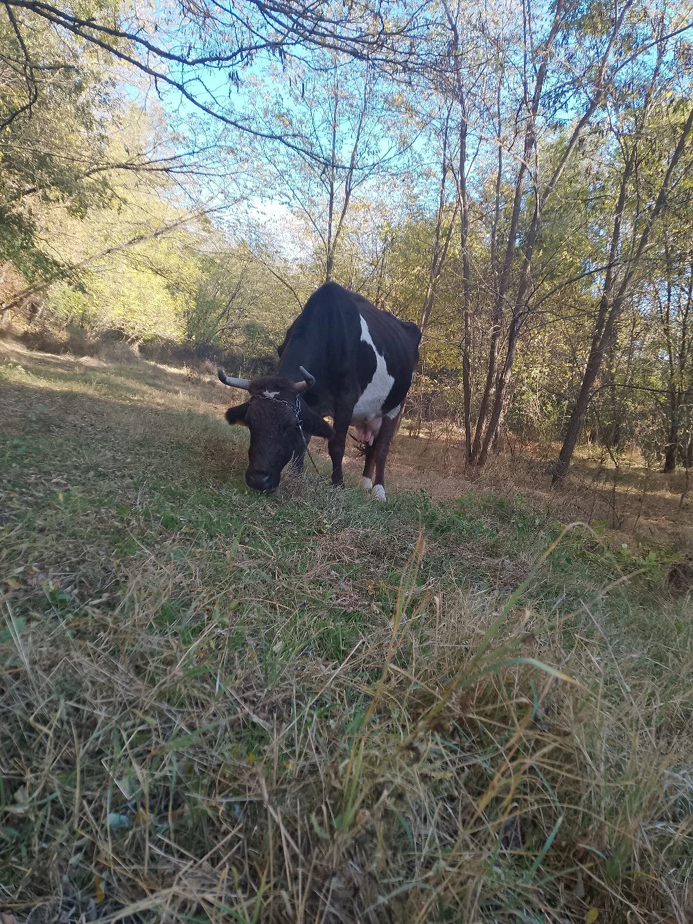 vaca de vanzare