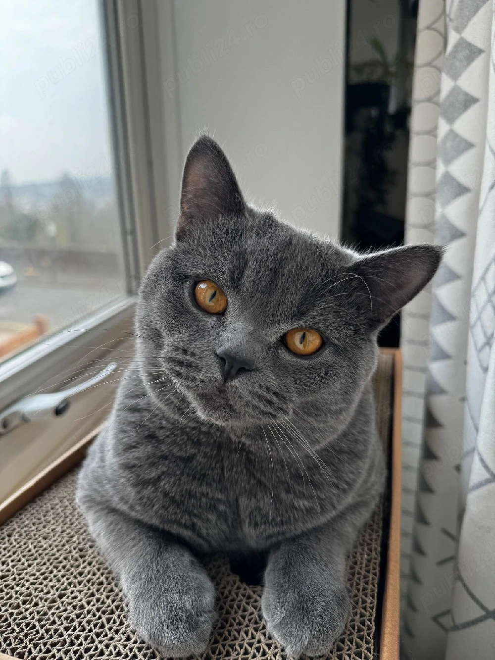Motan British Shorthair 