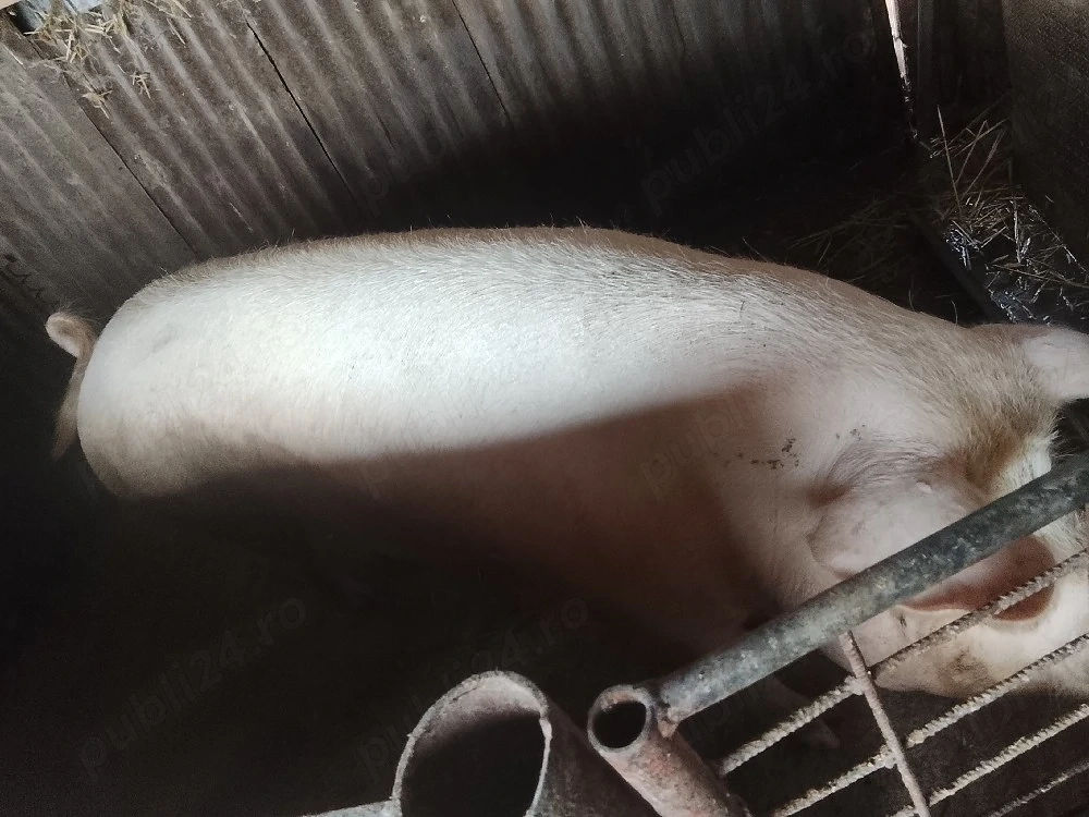 porc pentru sacrificat