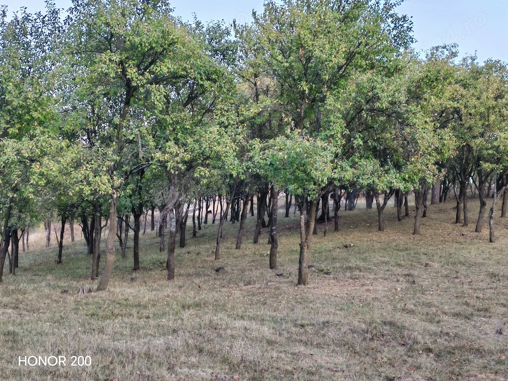 Grădină de vânzare într-o zonă liniștită.