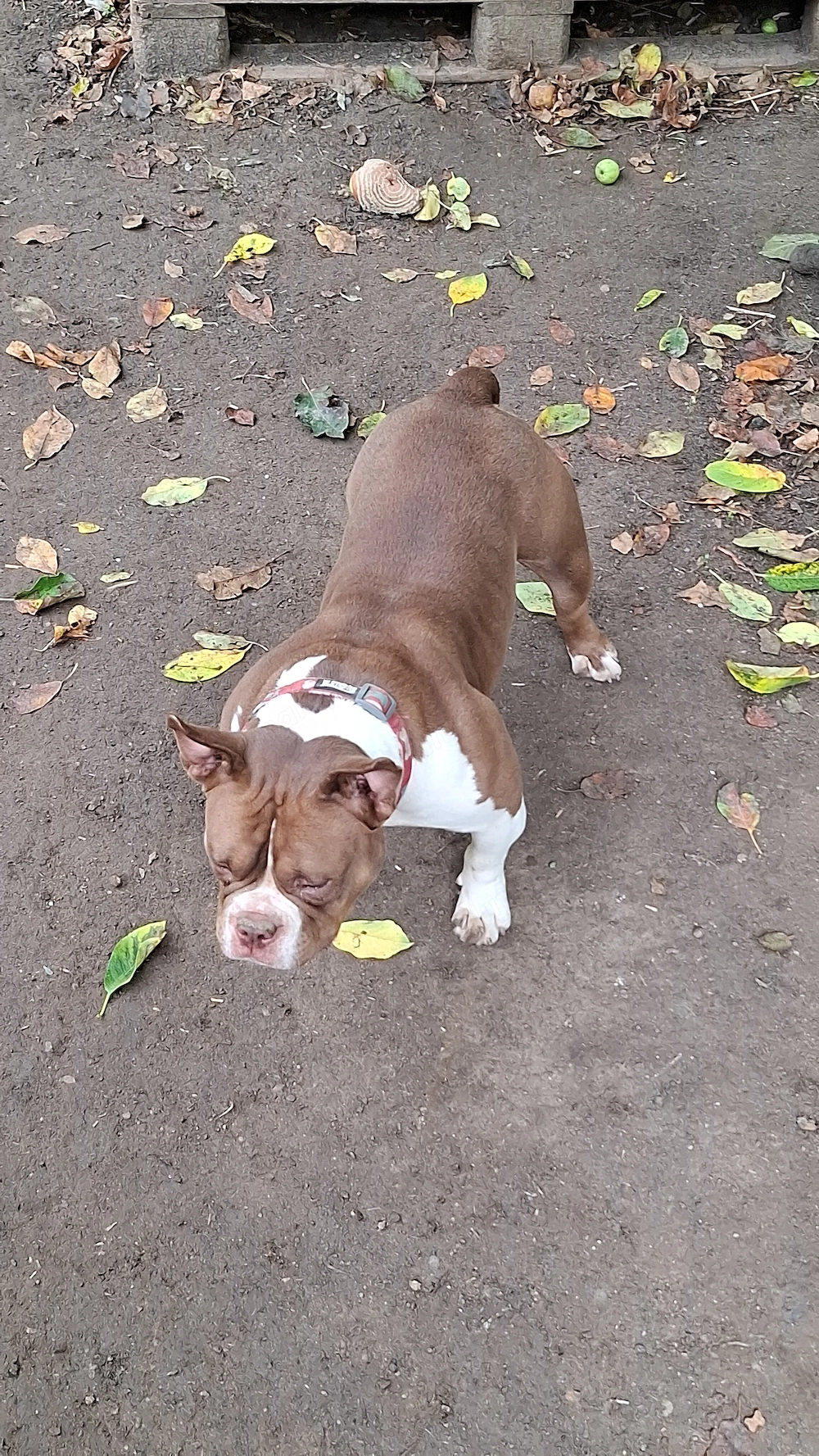 Vând Femelă American Bully micro de 1 An cu pedigree !!