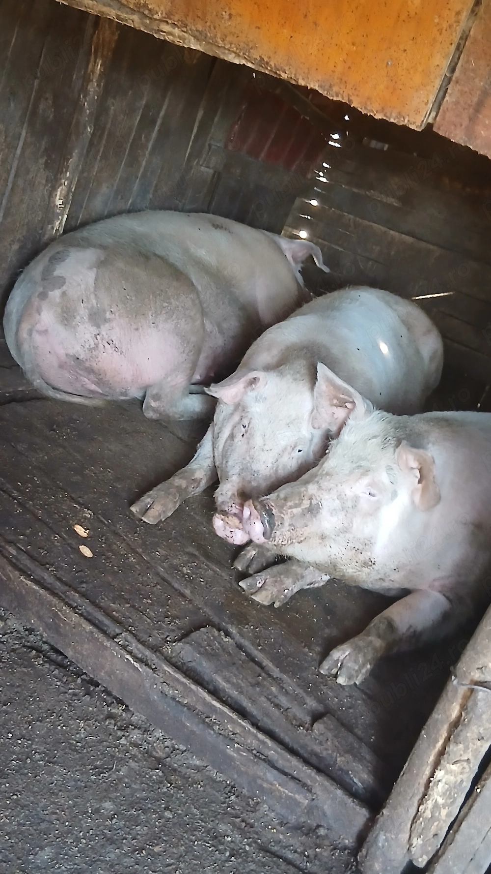 De vanzare porci Landrace