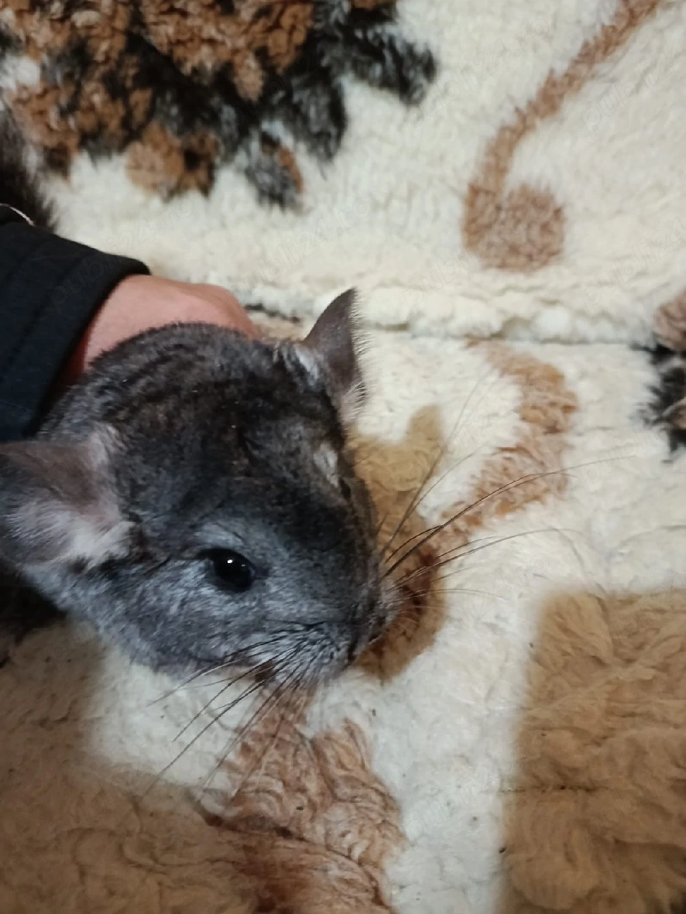 Chinchilla   chinchila   cincila