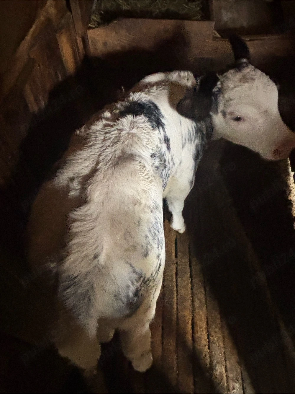Vaca cu vitel belgian 