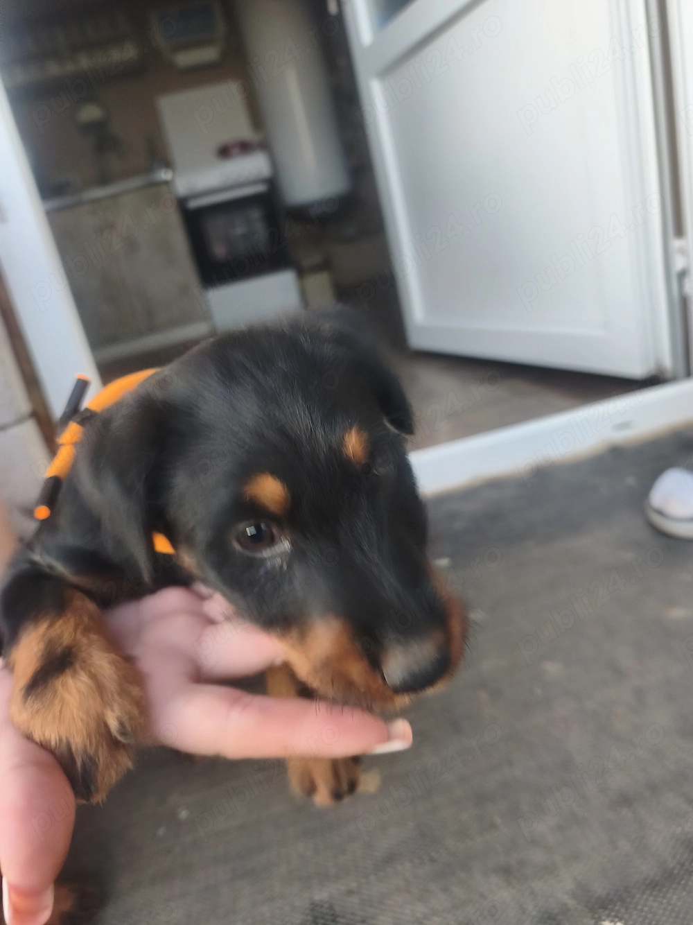 Disponibila o femela jagd terier sârmos 