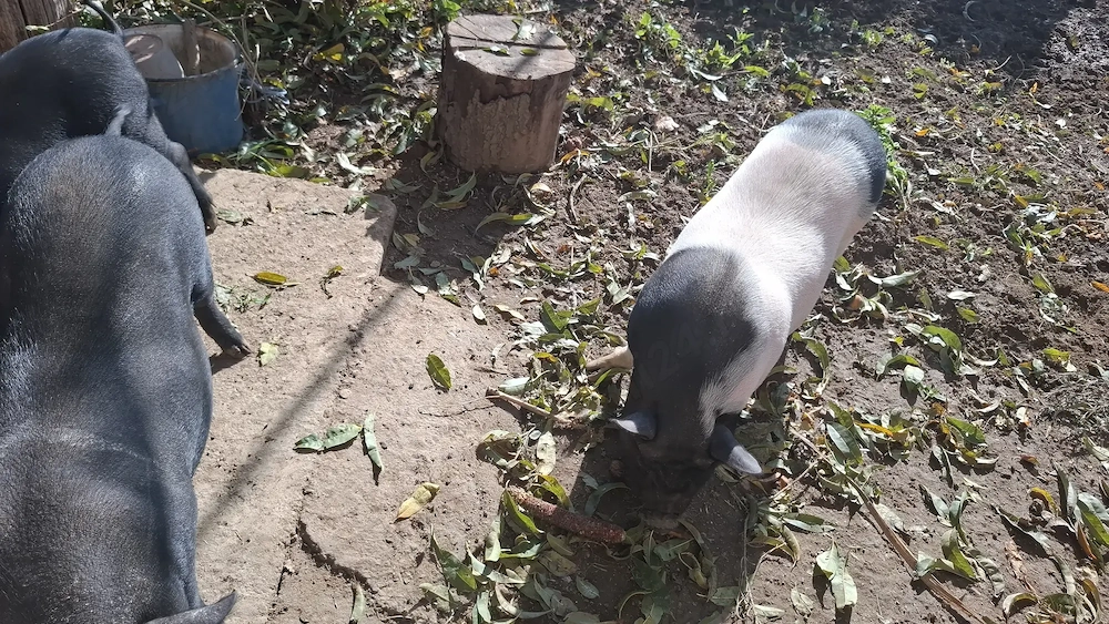 Vând porci vietnamezi 