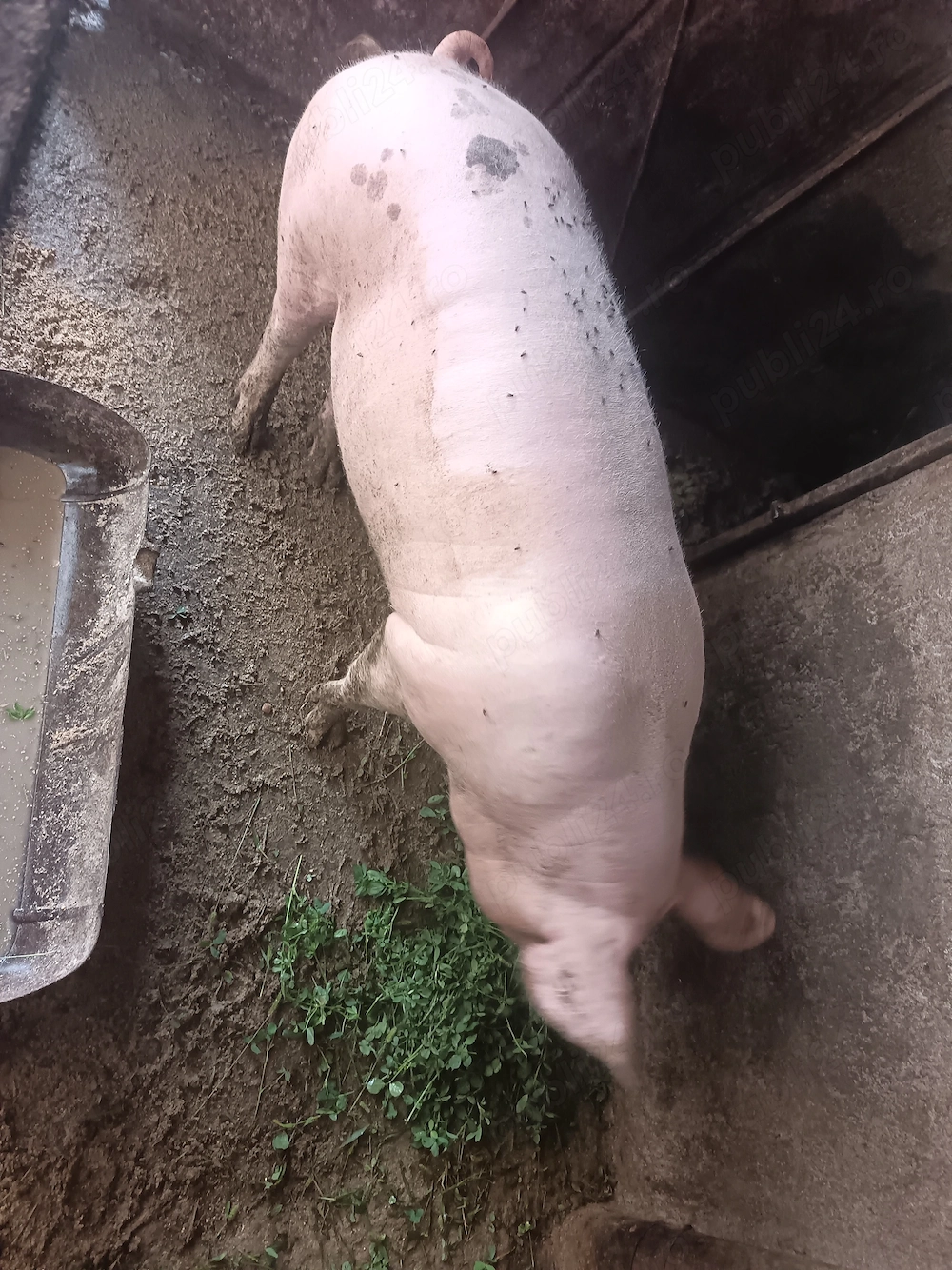 Porc de vanzare