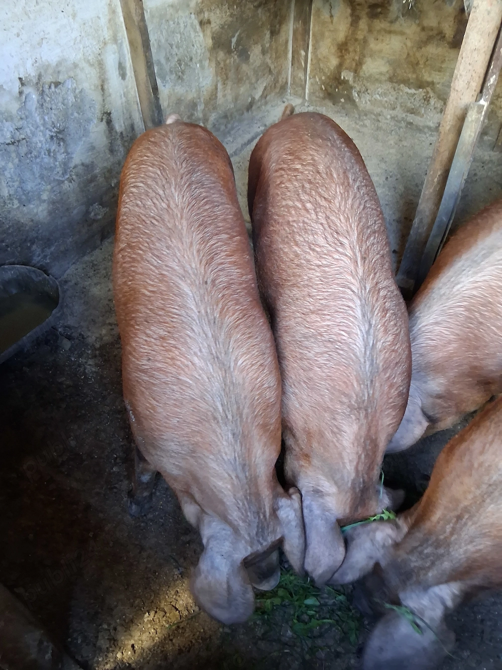 Porci duroc de vanzare