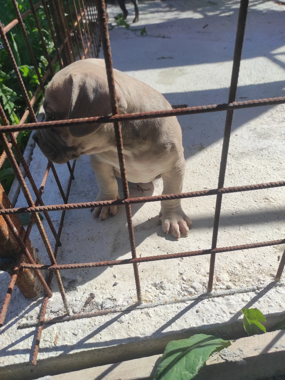 American Bully poket mascul 