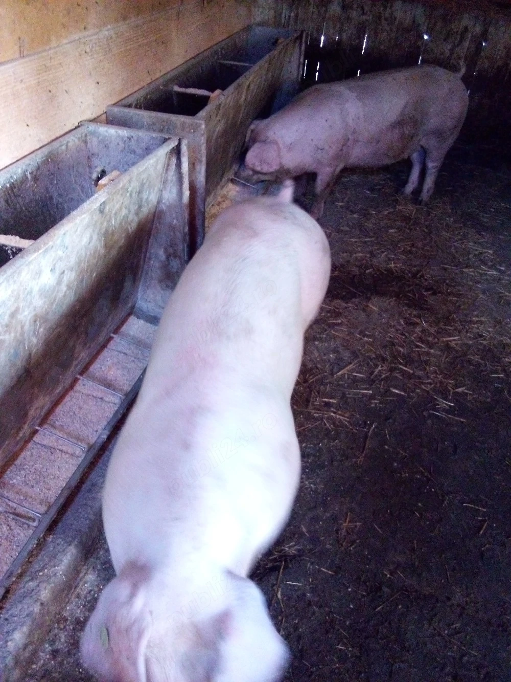 porci 11ron kg