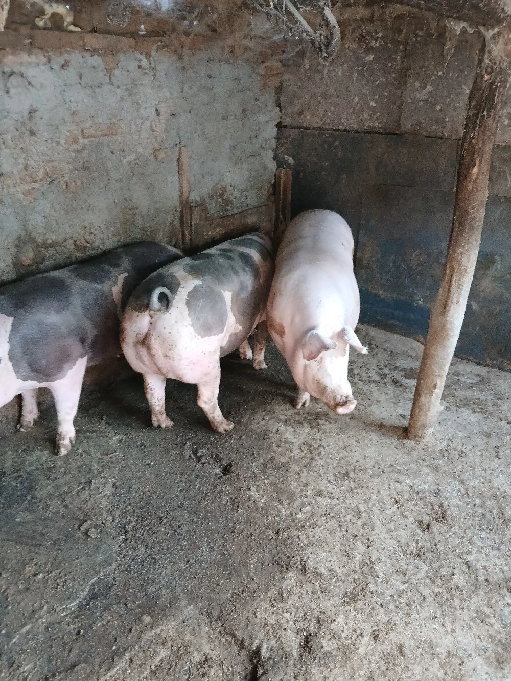 Porci de vânzare 
