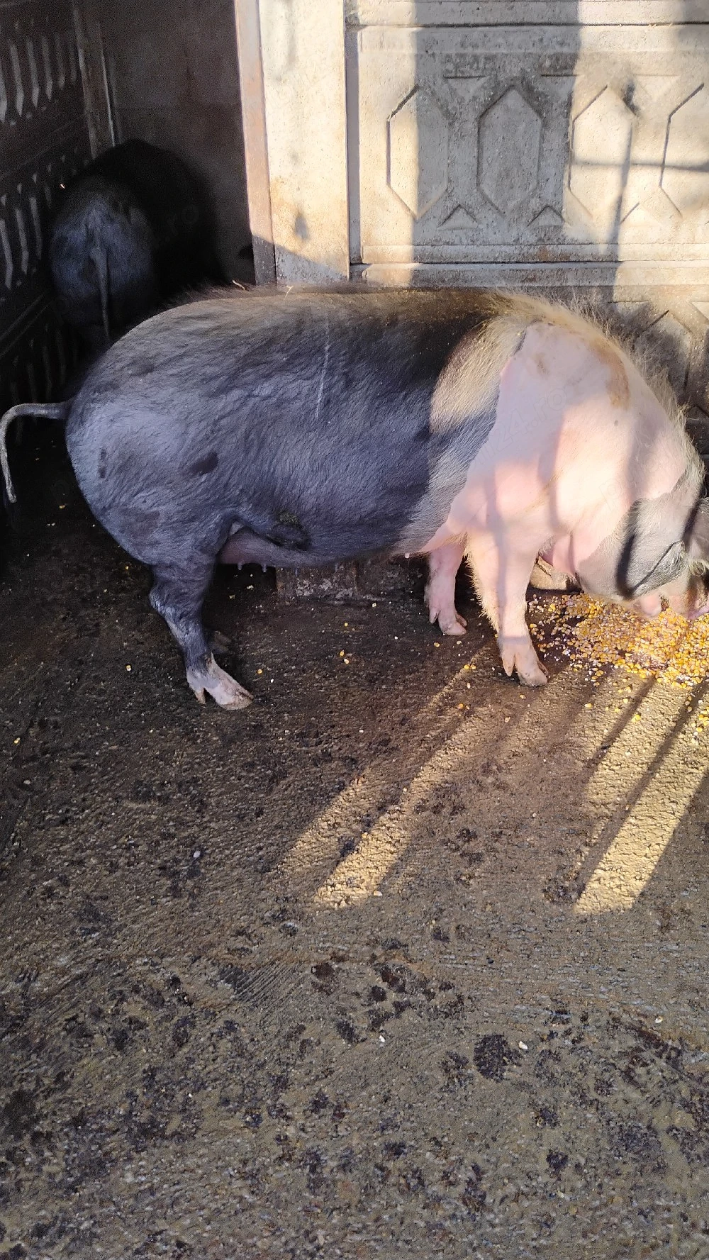 Vind porci îngrășați natural pret intre 2500 respectiv 3000 ron 