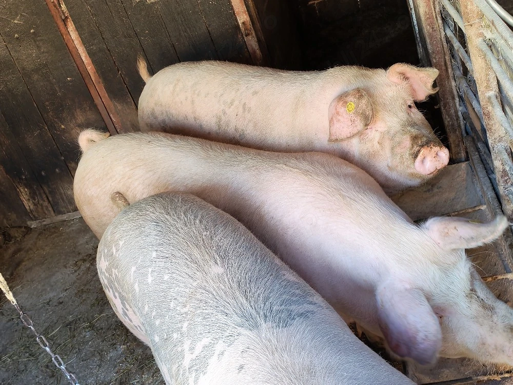 Porci de vânzare de carne