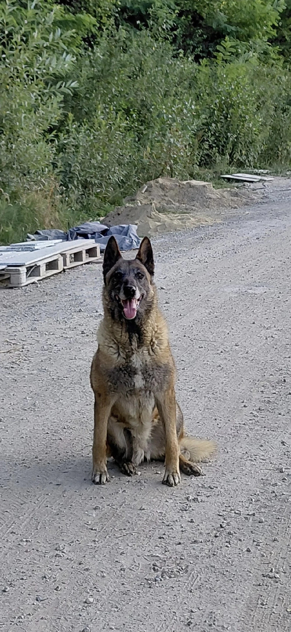 DONEZ Ciobanesc belgian Malinois !