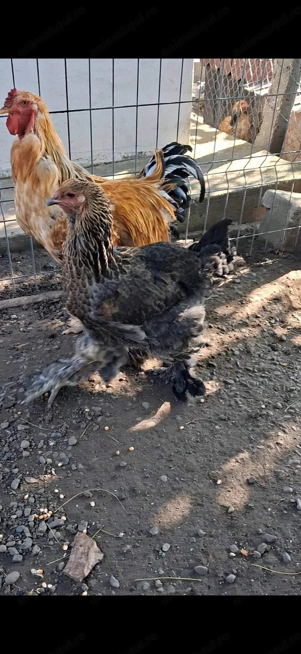 Brahma si americani