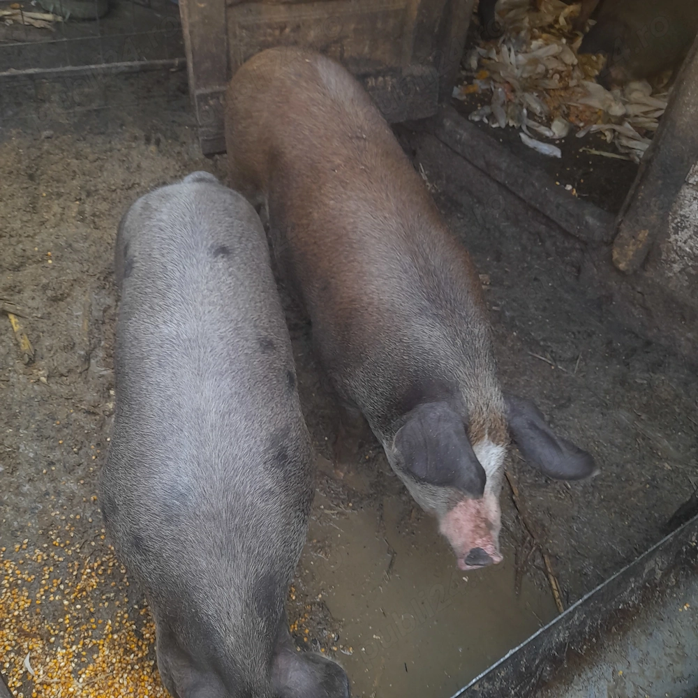 Porci de carne de vânzare 