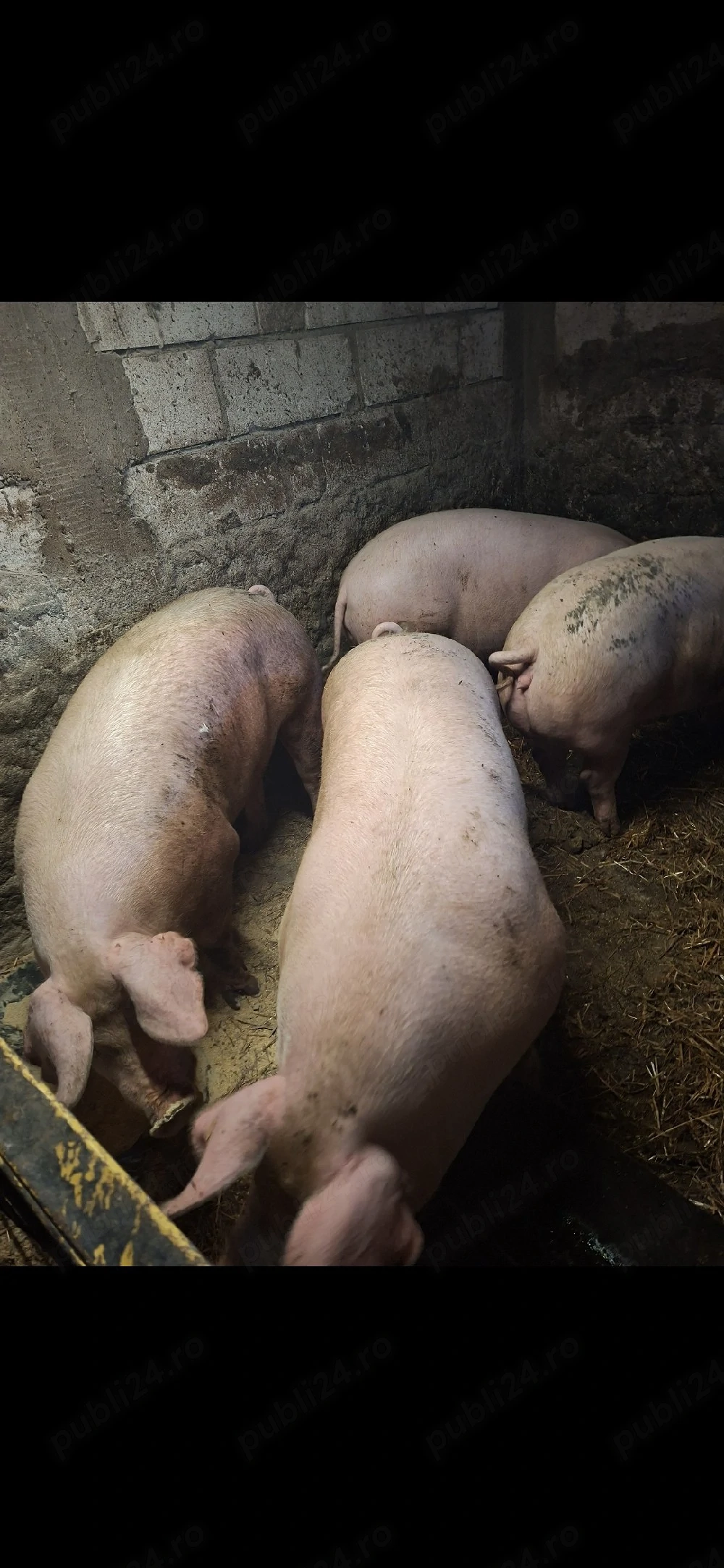 vand porci crescuti in gosadarie 