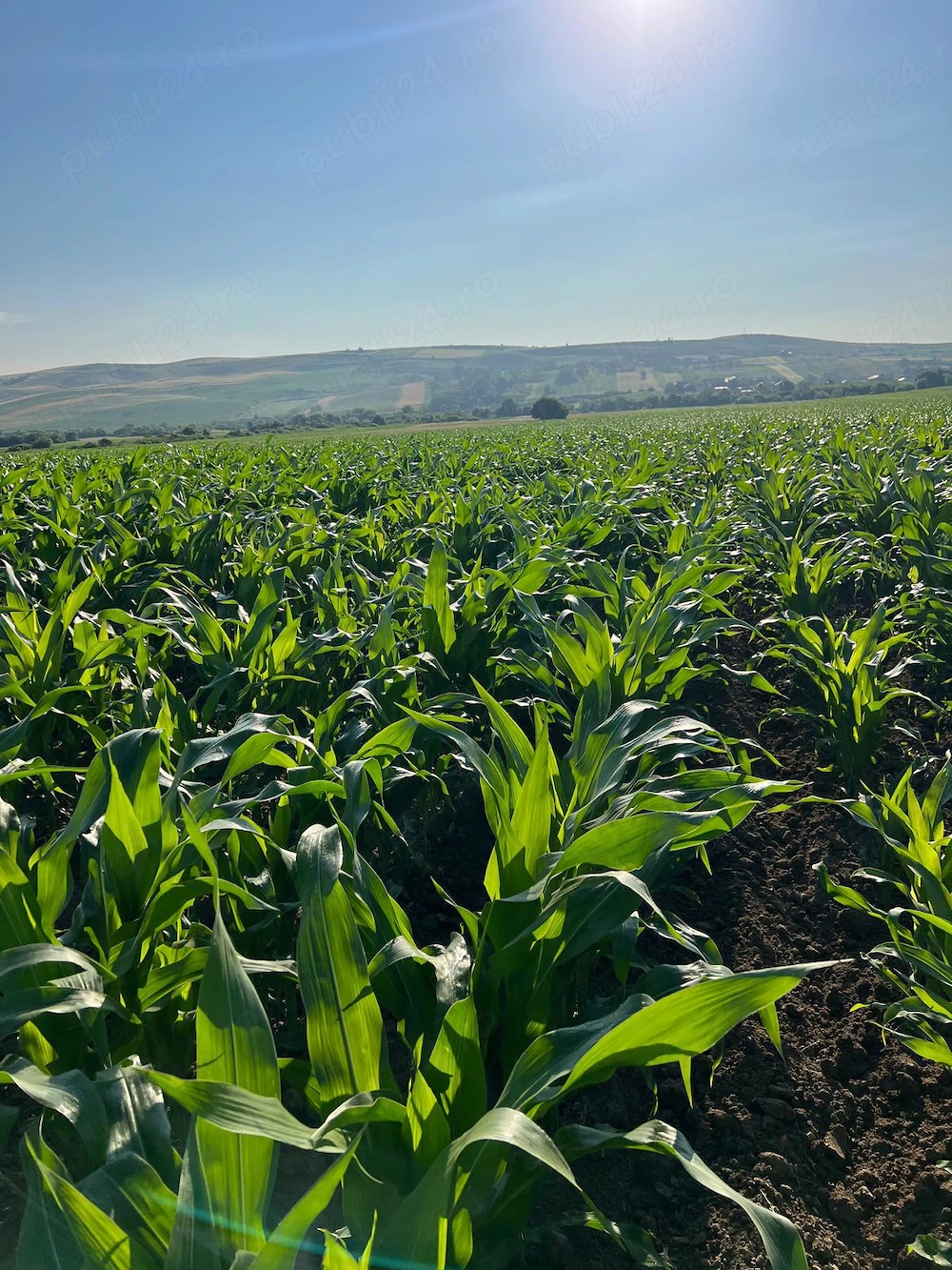 Arendez teren agricol