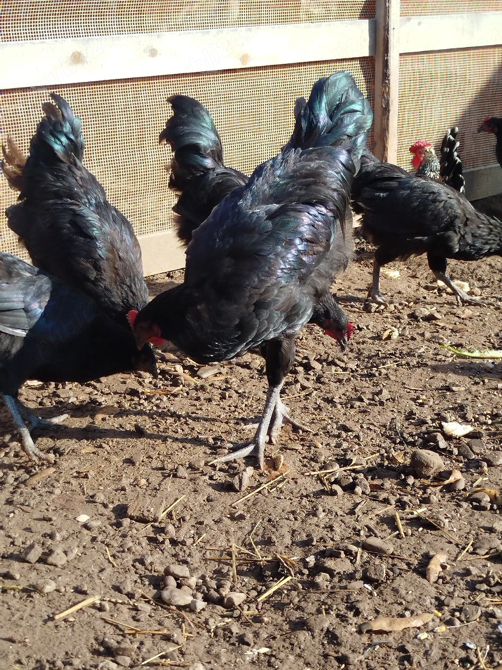 cocosi australorp 