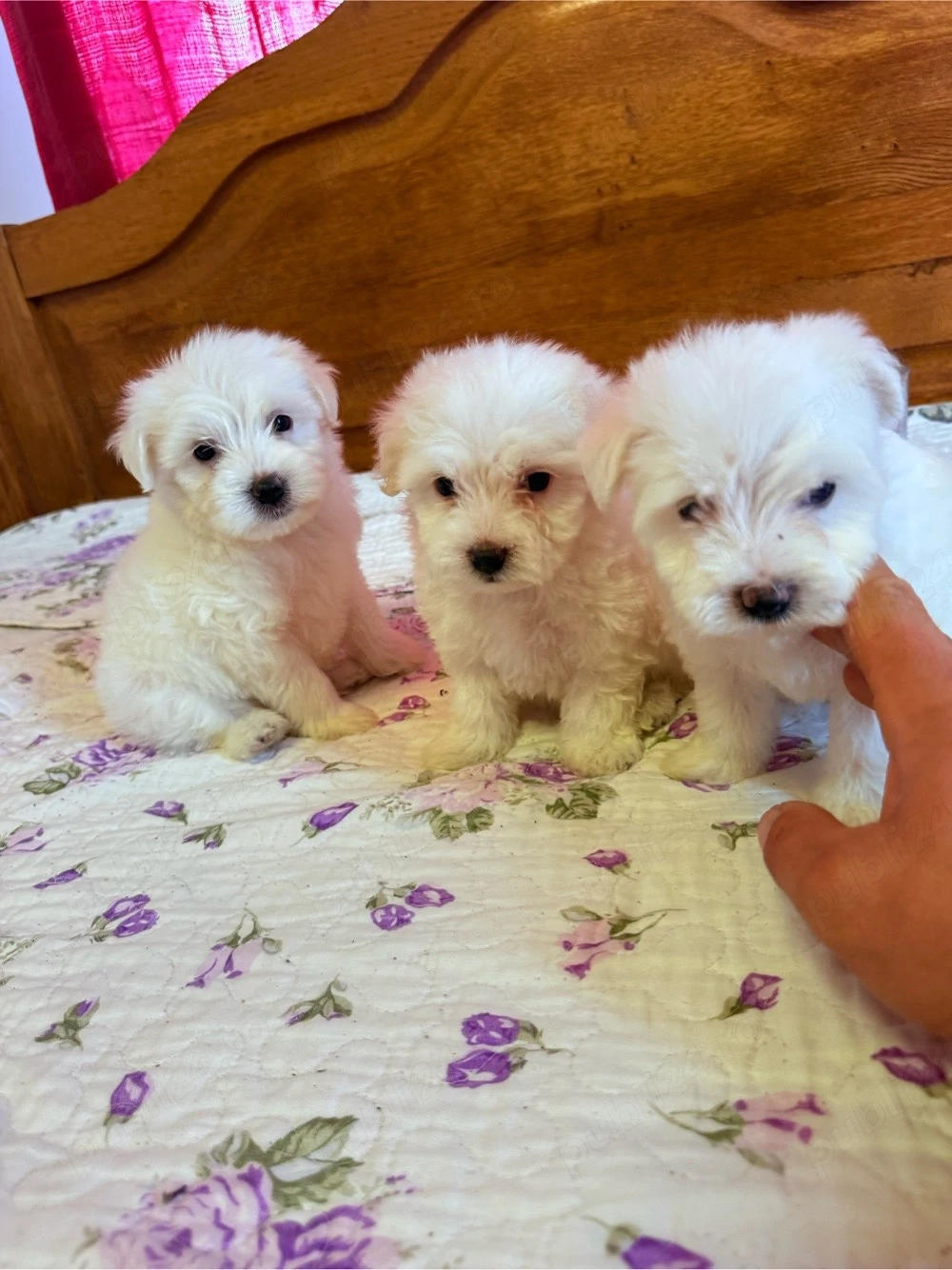 Bichon maltez rasa pura 