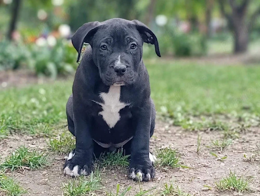 American bully xl  de 8 săptămâni 