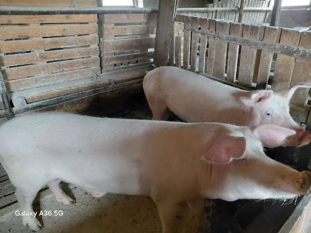 Vand porci pentru sacrificat 