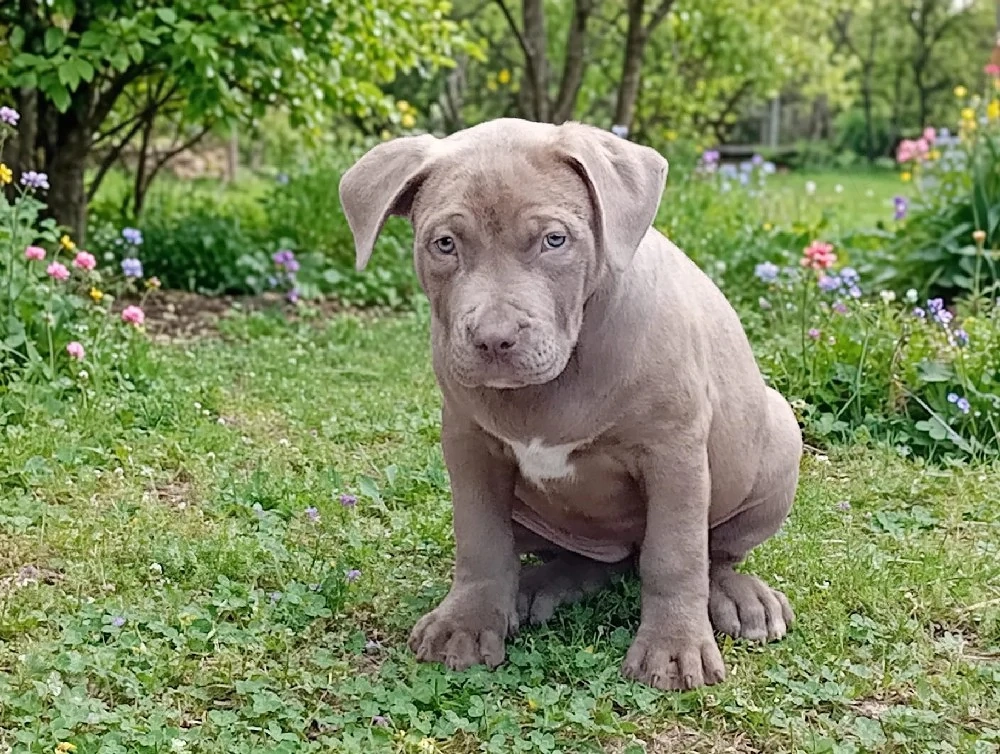 American bully xl de 8 săptămâni 