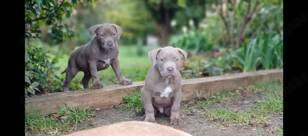 American bully xl de 8 săptămâni 