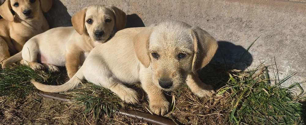 Metis teckel talie mica pentru adoptie