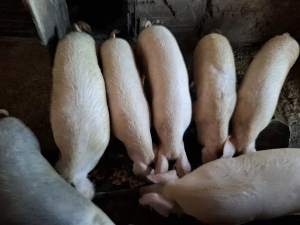 Porci de vânzare!