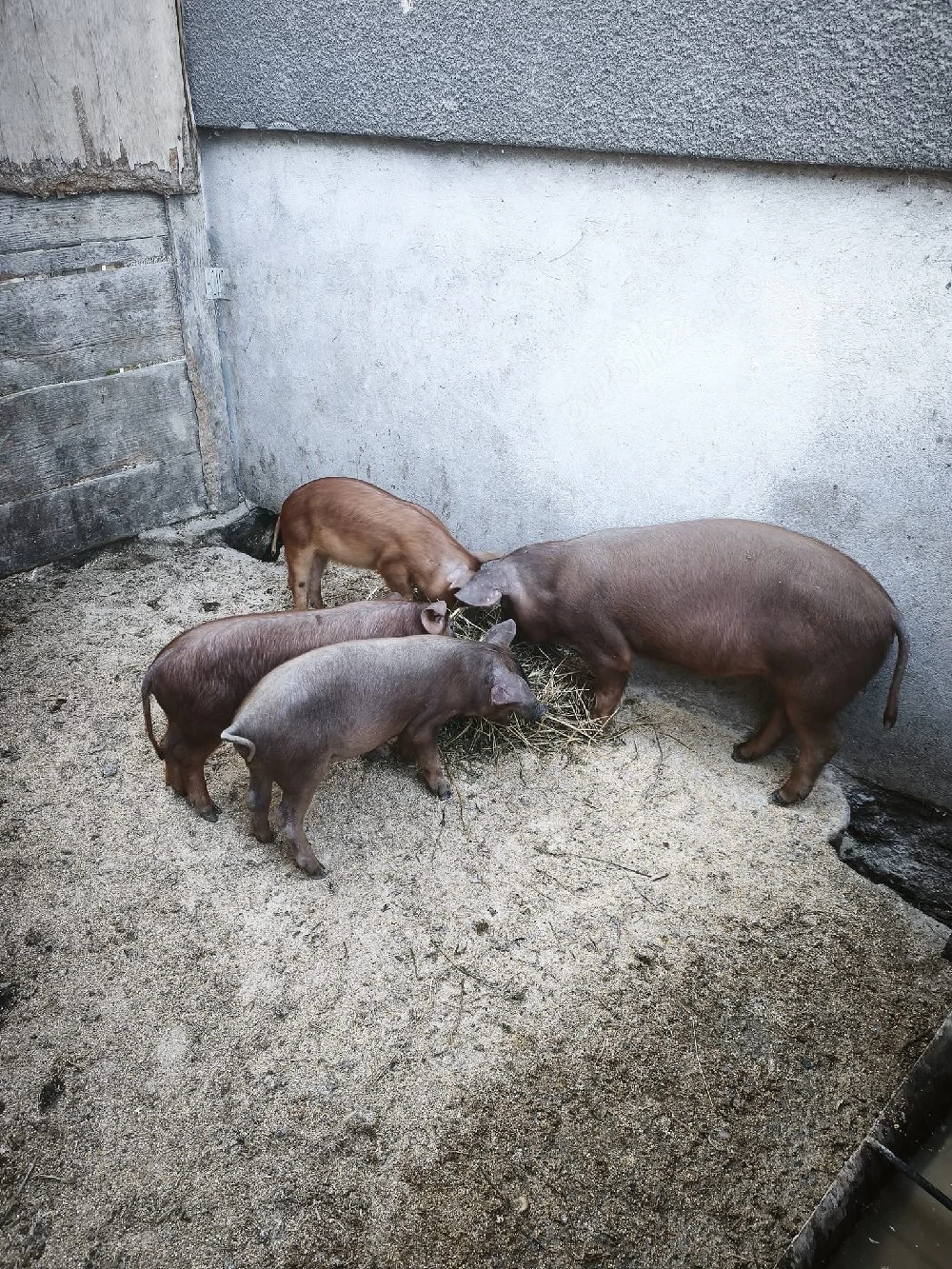 3 scrofite duroc 