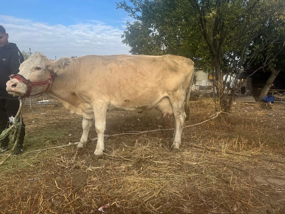 Vand vaca fara coarne buna de lapte