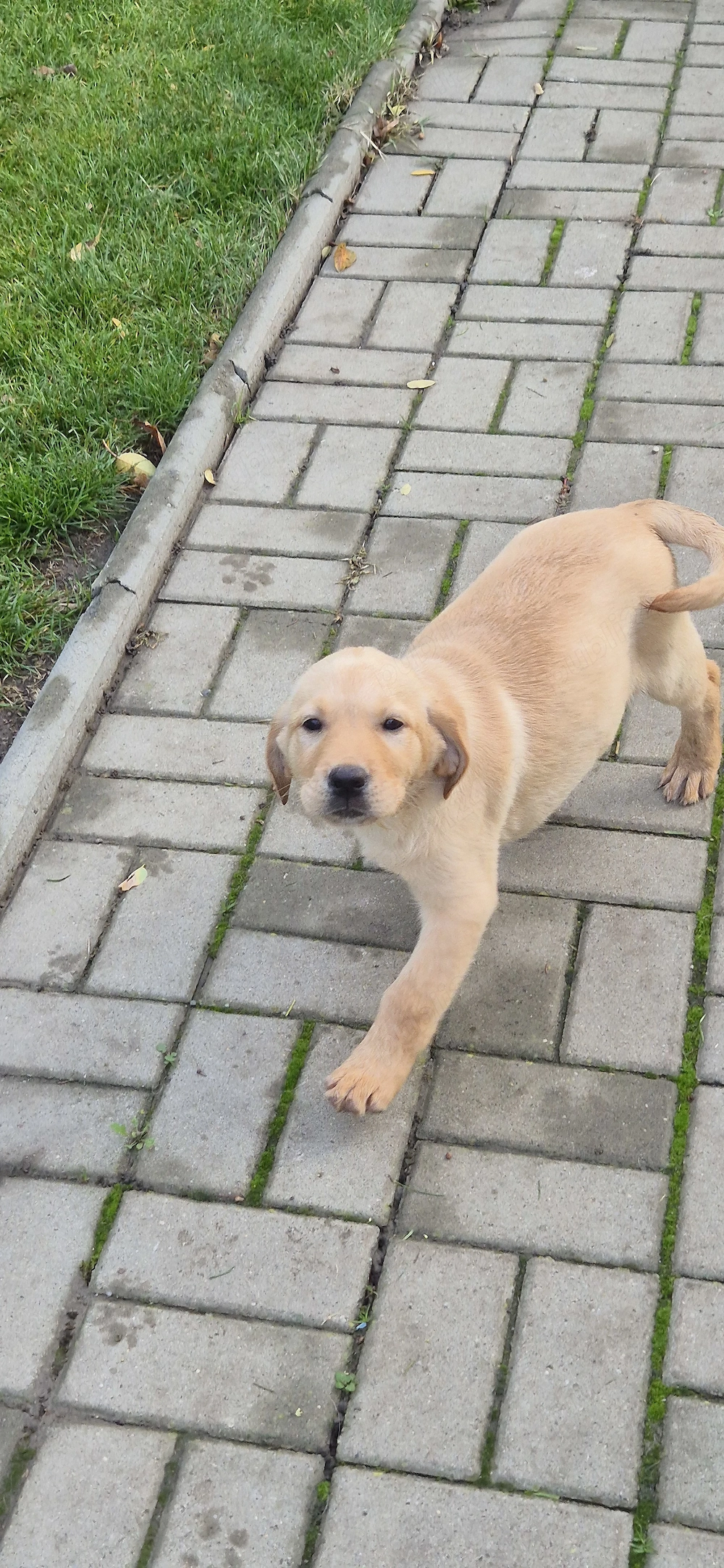 Labrador Golden Retriever