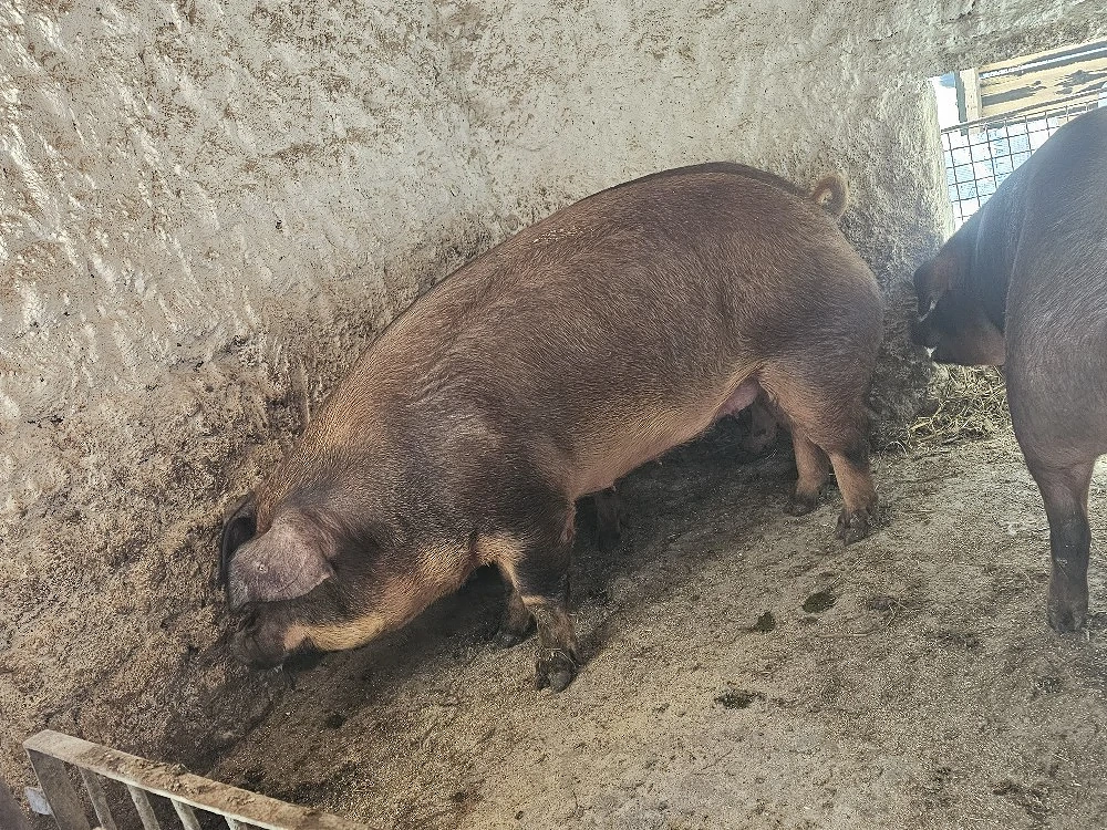 vand 3 porci de calitate rasa duroc original dela 170-185-260 kg