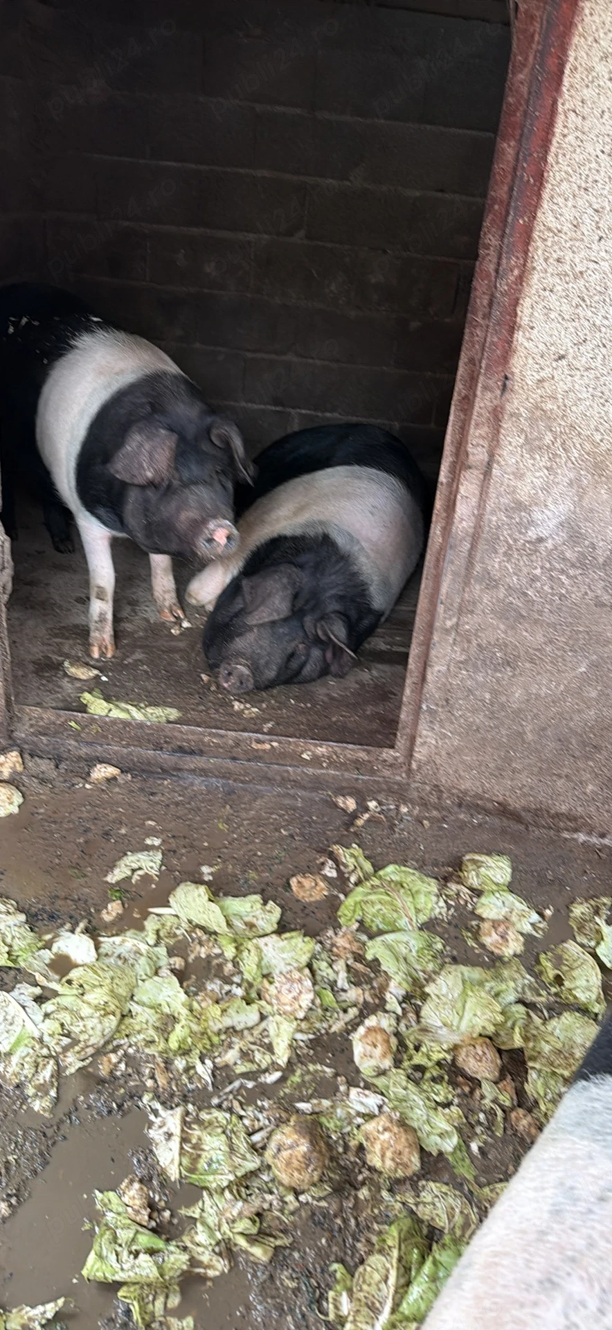 Porci basna de vanzare