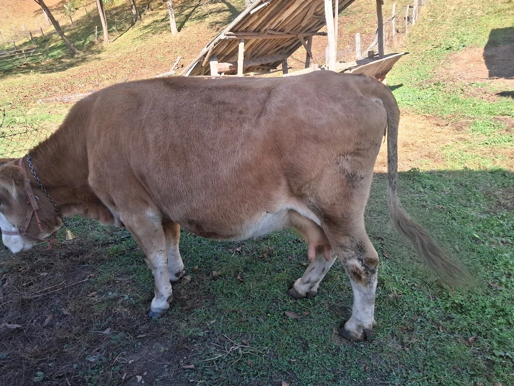 Vacă de vânzare 