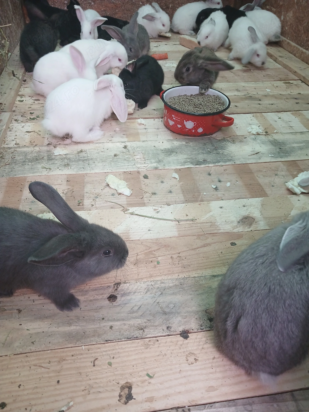 Vind iepurasi au sase saptamani