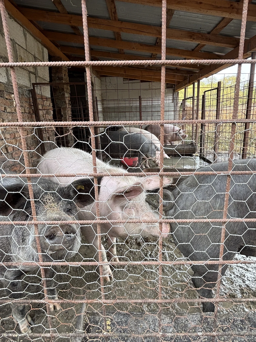 Porci de vanzare pentru Craciun