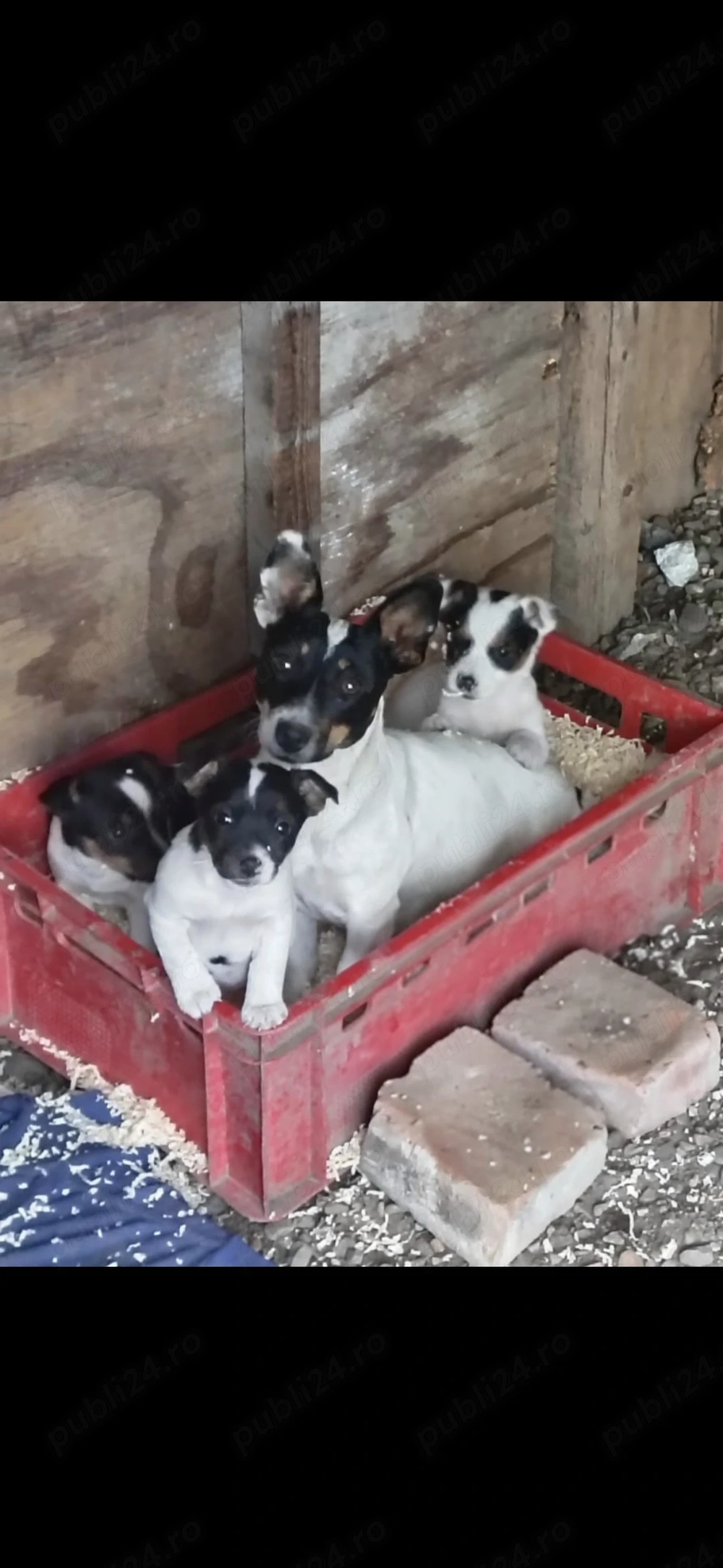 Pui de Jack Russell Terrier