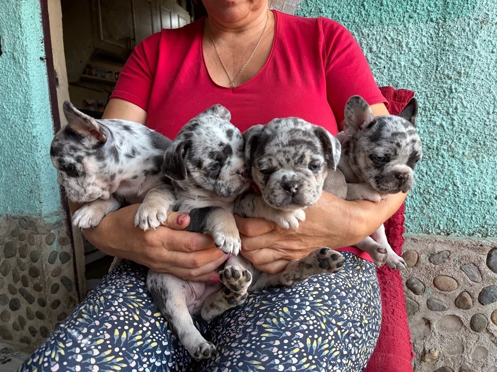 Vand Pui de Bulldog Francez