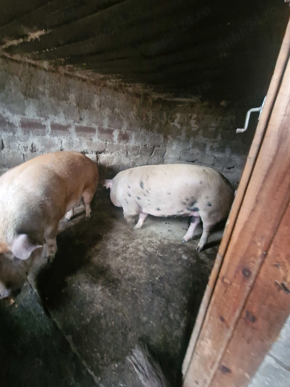 Porci de vânzare