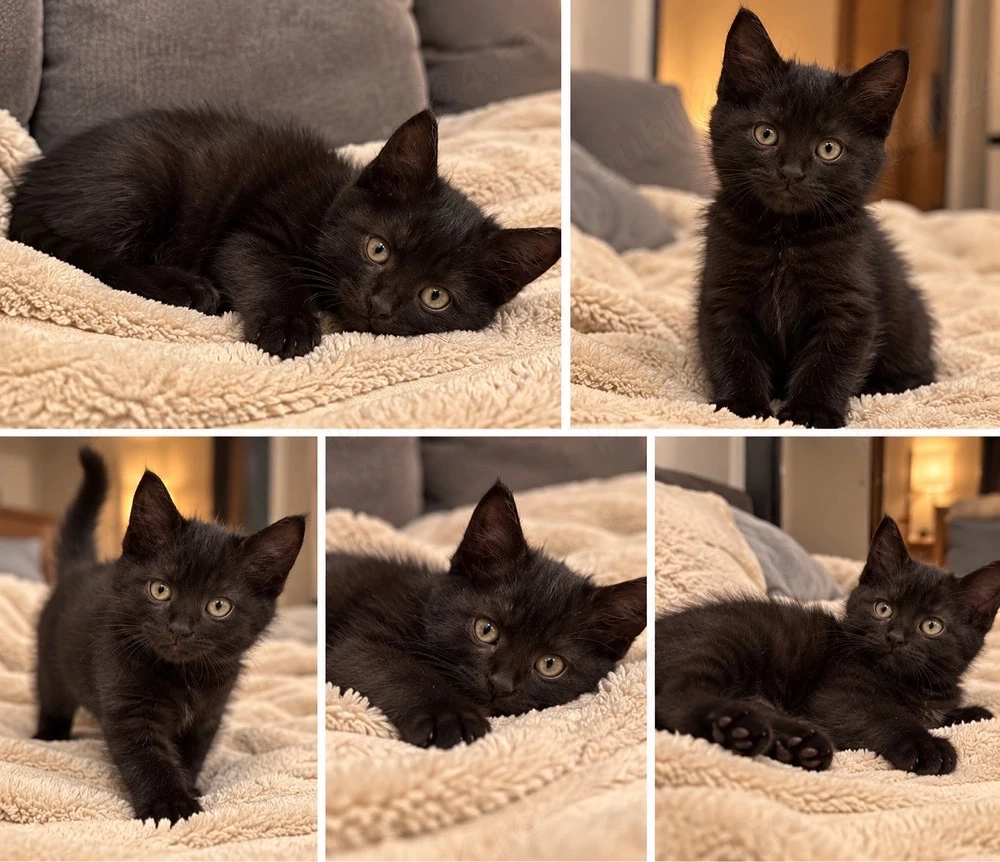 Pui de pisică British Shorthair   femele și masculi disponibili pentru vânzare