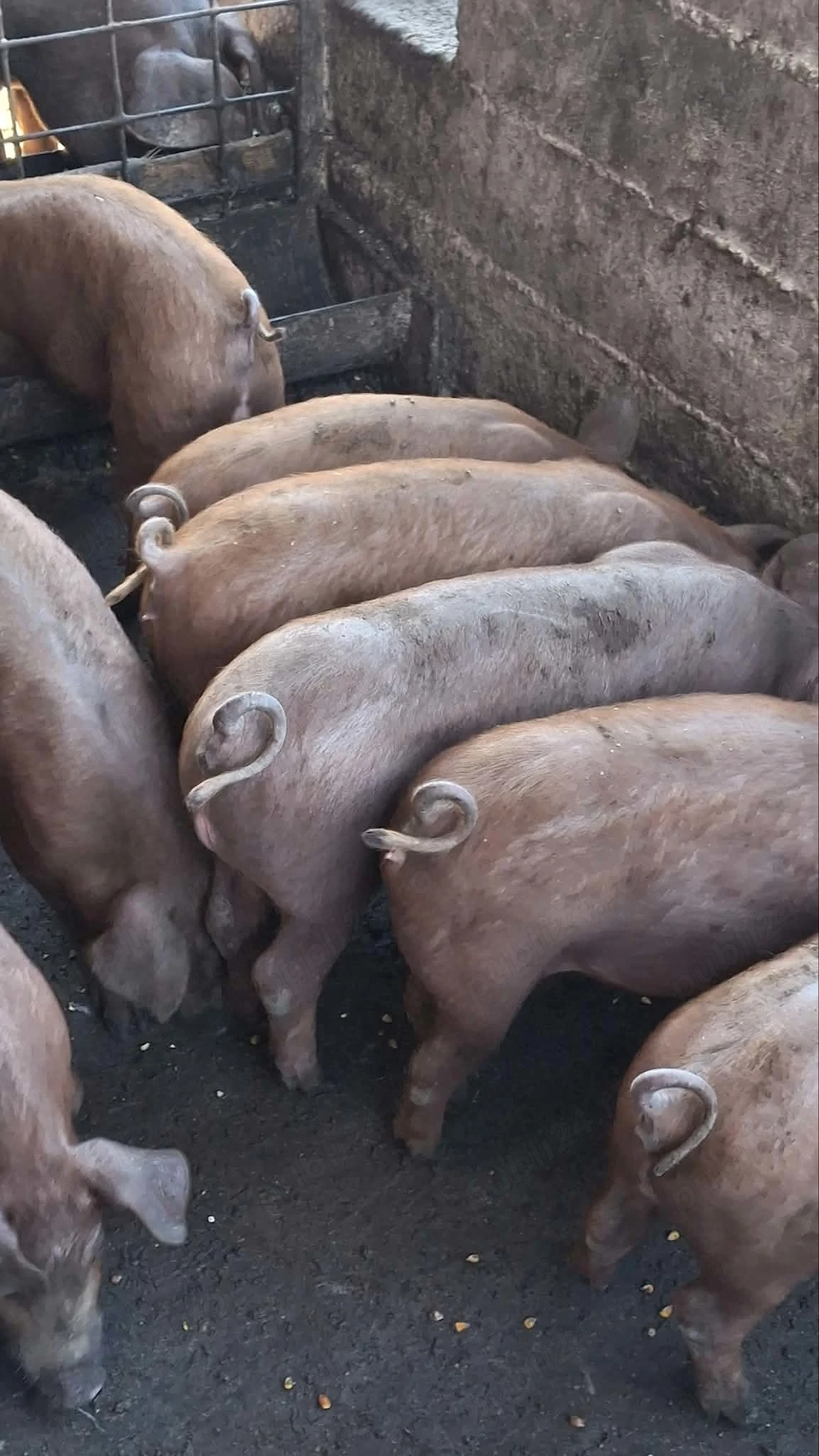 Purcei duroc