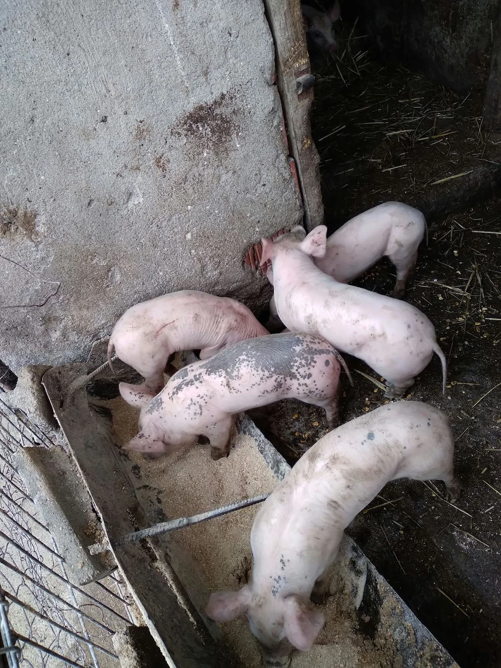 Vând purcei de 7 săptămâni
