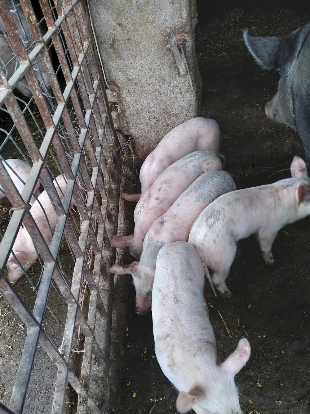 Purcei de 7 săptămâni vaccinați 
